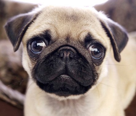 what does a pug look like rich eisen show on quot does michaeldeltufo look like a pug dtfyes dtfno quot what does a pug look like rich eisen show on quot does michaeldeltufo look like a pug dtfyes dtfno quot