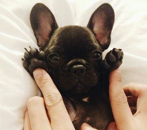 Animal_Hub's tweet photo. Dogs are miracles with paws! Share if you agree! https://t.co/bChapRCTg3