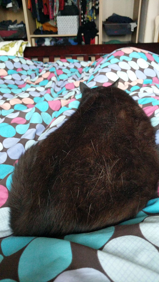 Clockwork_Pie's tweet image. This is a sleeping cat. It is a tenuous metaphor for digital fundraising.