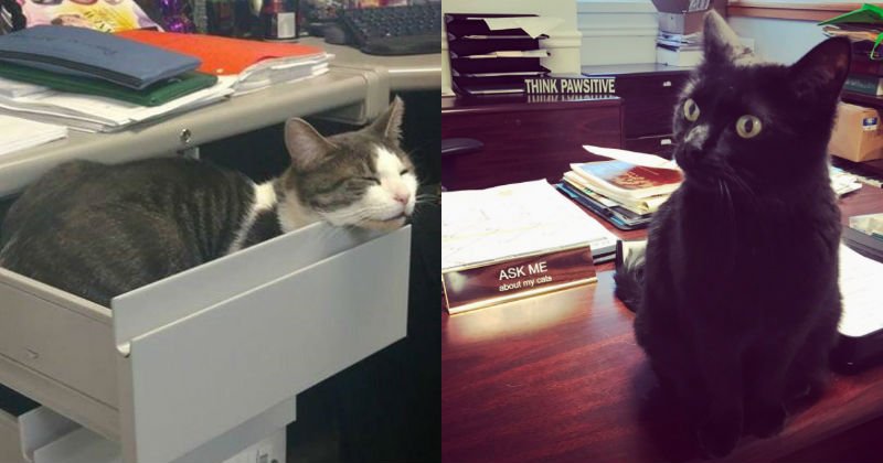 These Business Cats Are the Purrfect Office Assistants That Every Workplace Needs bit.ly/2lisad4