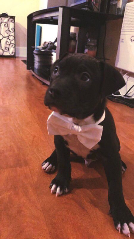 Pitbullls_'s tweet photo. https://t.co/vuouQohePt