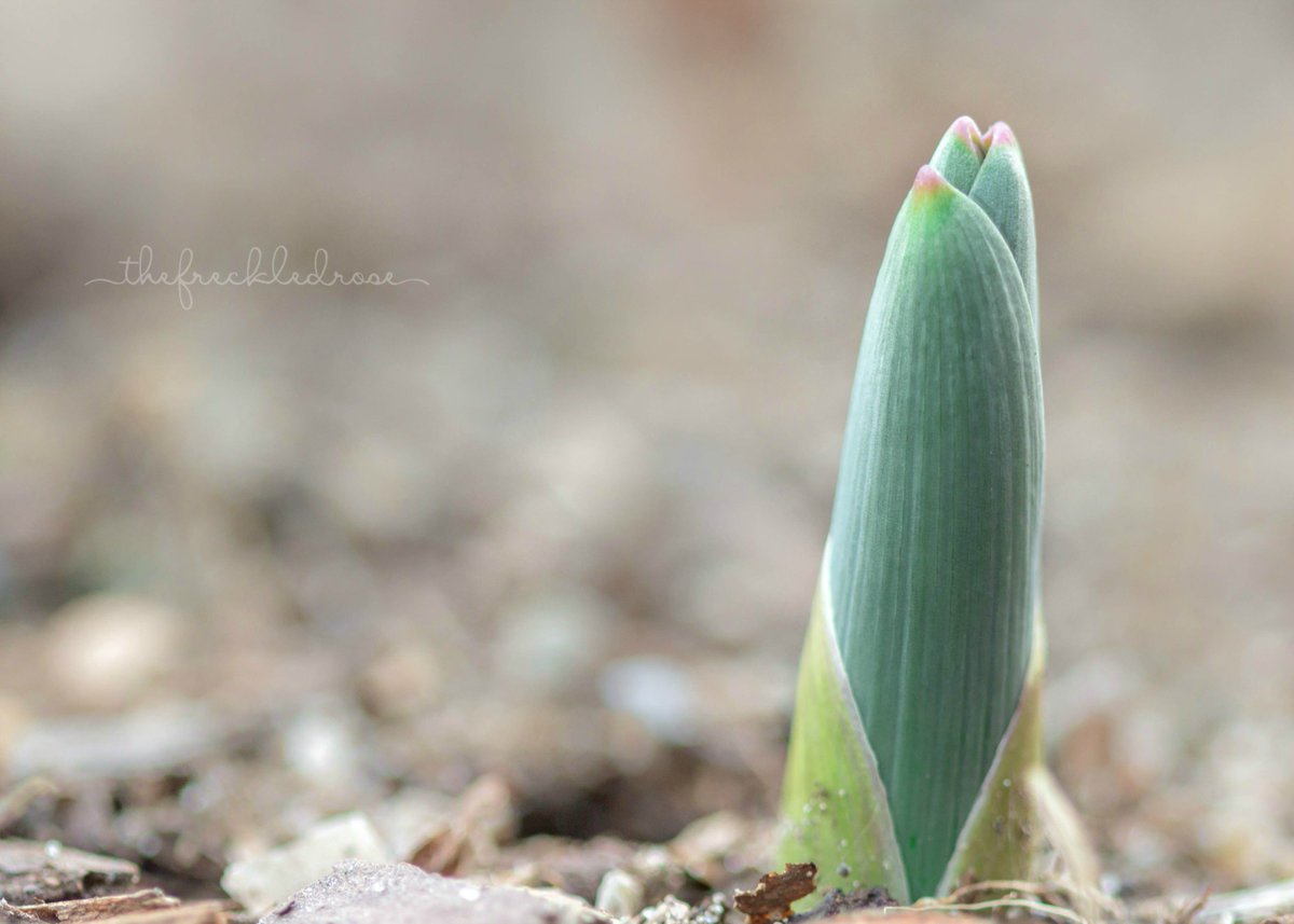 thefreckledrose's tweet image. #SpringIn5Words Time for growth and rebirth🌱 @QuickNDirtee @passthepistil @SaucyRoots @LovelyGreens @MLAlexion @BethBillstrom @tracyblevins