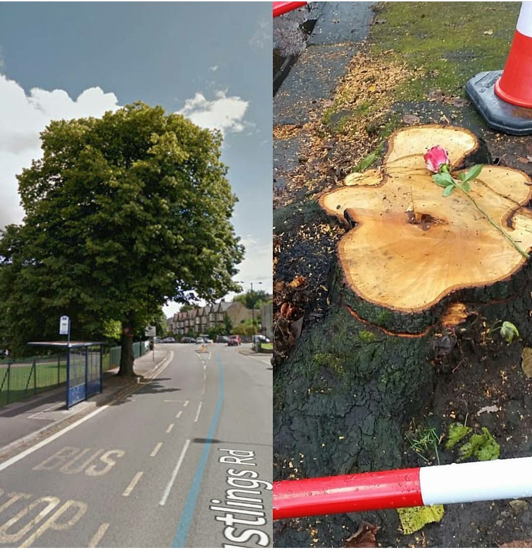 Jilliano's tweet photo. #sheffieldtreehour #SaveSheffTrees #RustlingsRoad @Ameyplc @SaveSheffTrees @SheffCouncil https://t.co/fjmoGoGOw3
