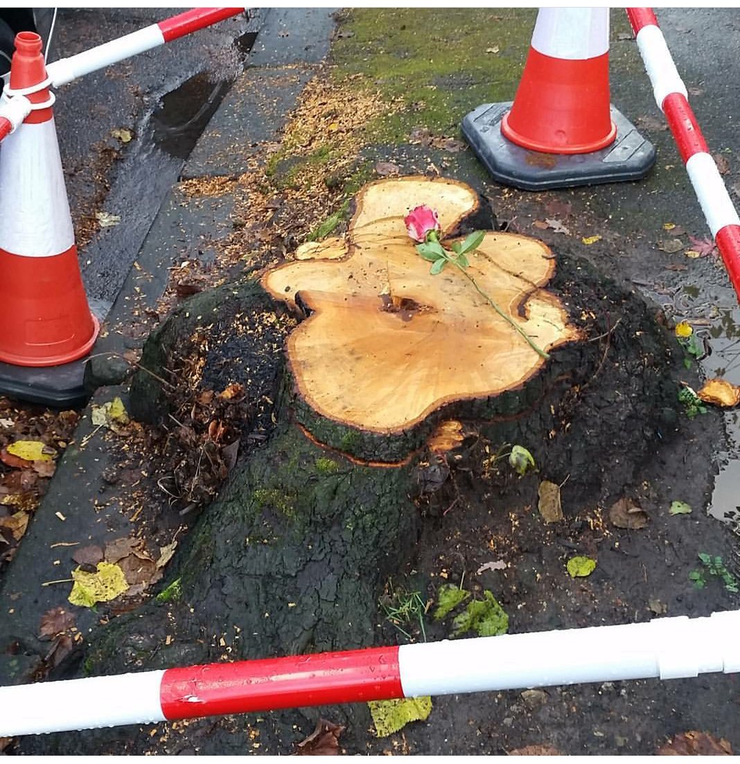 Jilliano's tweet photo. #sheffieldtreehour #SaveSheffTrees #RustlingsRoad #RIPSheffieldTrees https://t.co/FUNcCW2yCn