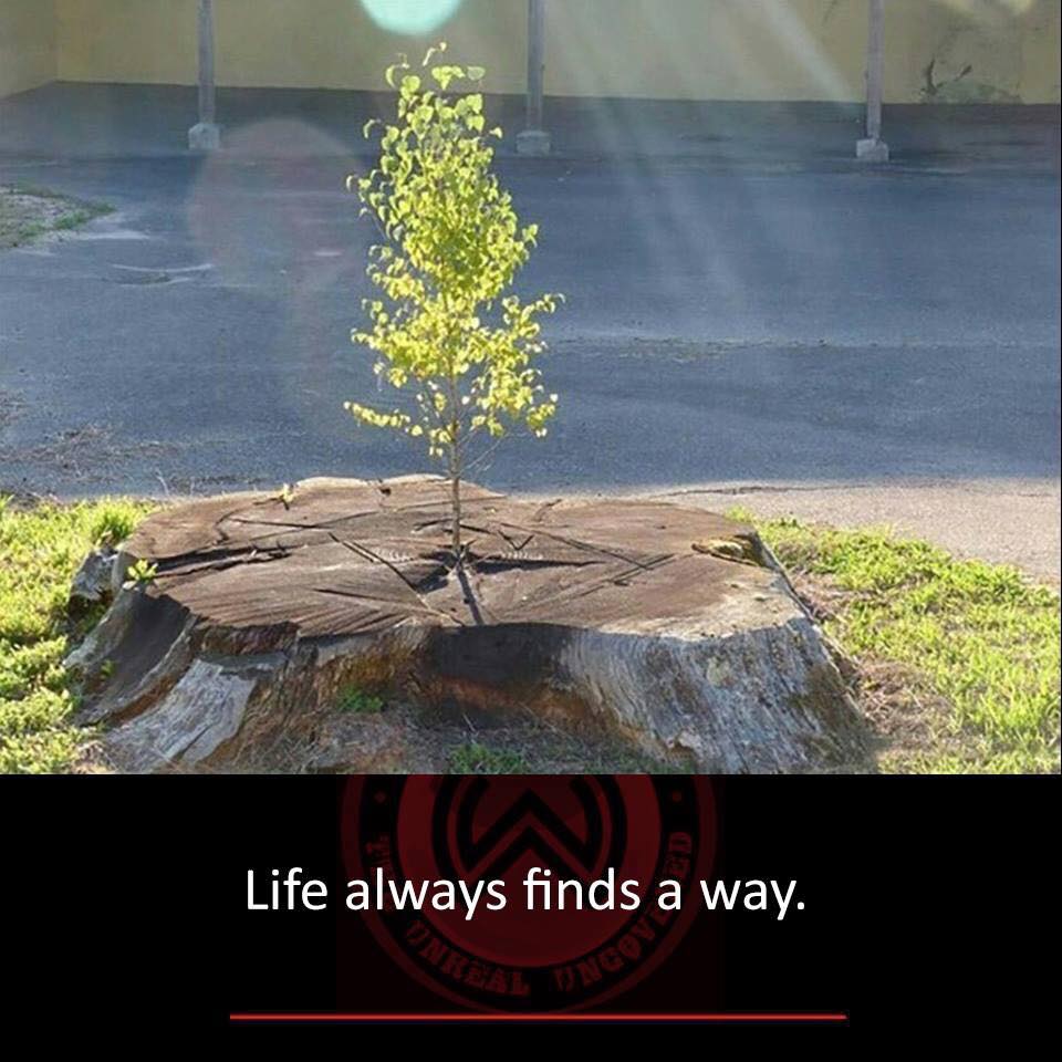TheresaGreen77's tweet photo. Life finds a way... so do the supporters of #saveshefftrees and #sheffieldtreehour #sheffieldis going to win! https://t.co/Lb2loQBl7R