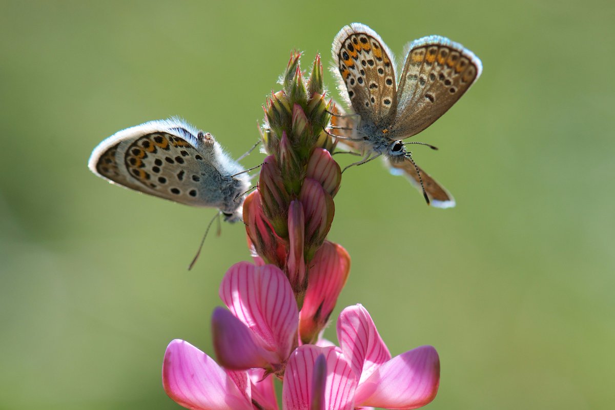 All invited to our regional meetings, where Bill Shreeves will give us his analysis of the 2016 butterfly year:

butrfli.es/2mKONUs