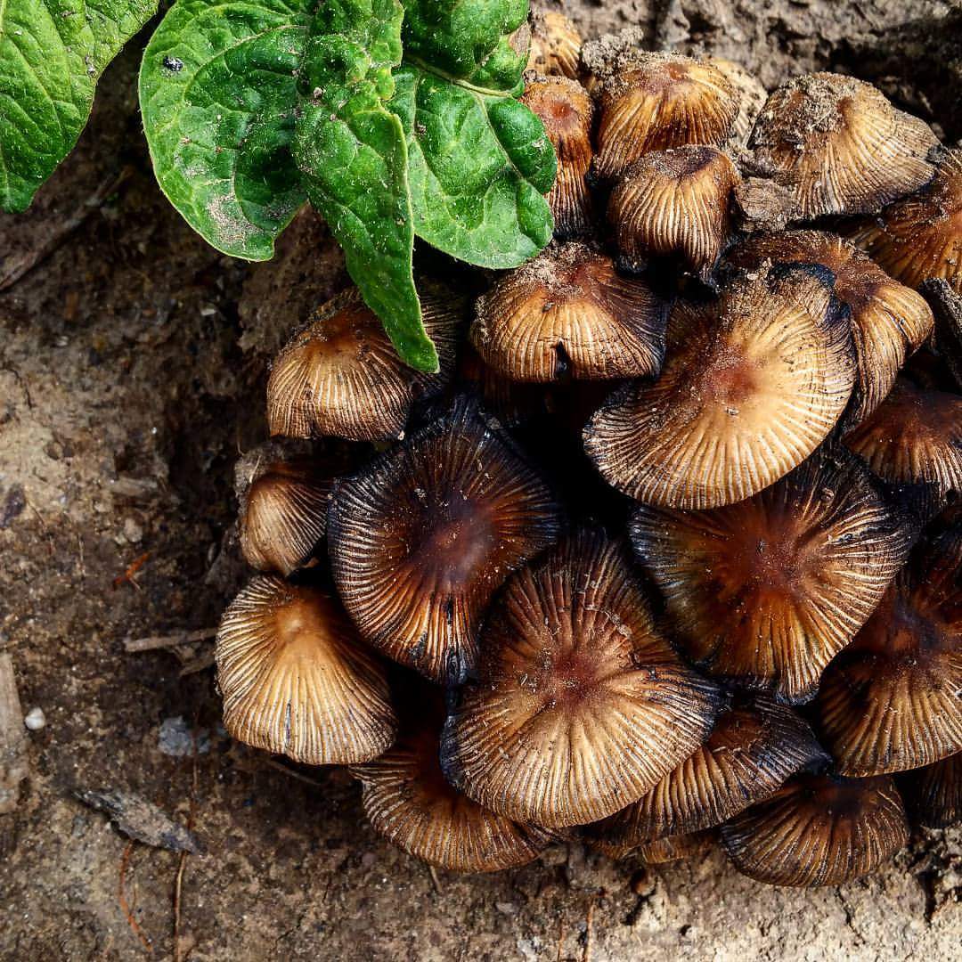 DirteeHoe's tweet image. #SpringIn5Words 
Sprouts and wind and sun
#✌💚🌱
@passthepistil @SaucyRoots @LovelyGreens @MLAlexion @BrenHaas @thefreckledrose @tracyblevins