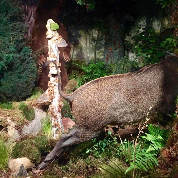 naomiHare126's tweet photo. Evening all, get your eye in for the bracket fungi 👀 behind the Scottish Boar 🤔#Chamberst muse... via @gardentags https://t.co/5MqeznsRFf