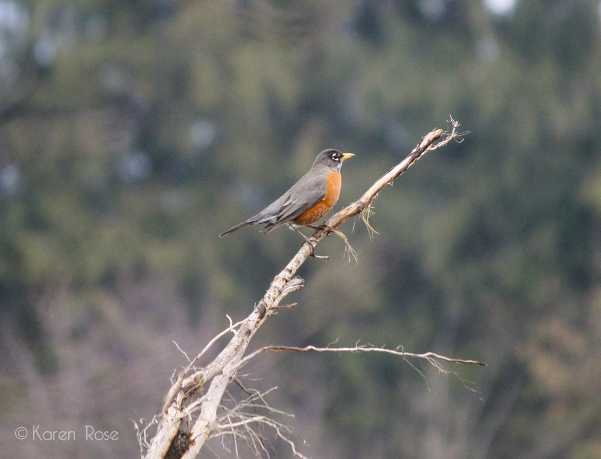 fvwebsitedesign's tweet image. #SpringIn5Words! Love seeing the Robins today.