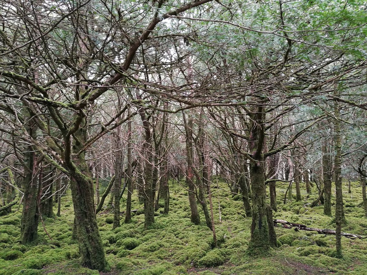 Kilian Kelly On Twitter Some Happier Trees In Killarney National