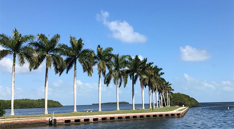 DeeringEstate's tweet image. #SpringIn5Words: Palm Trees. Blue Skies. Paradise.