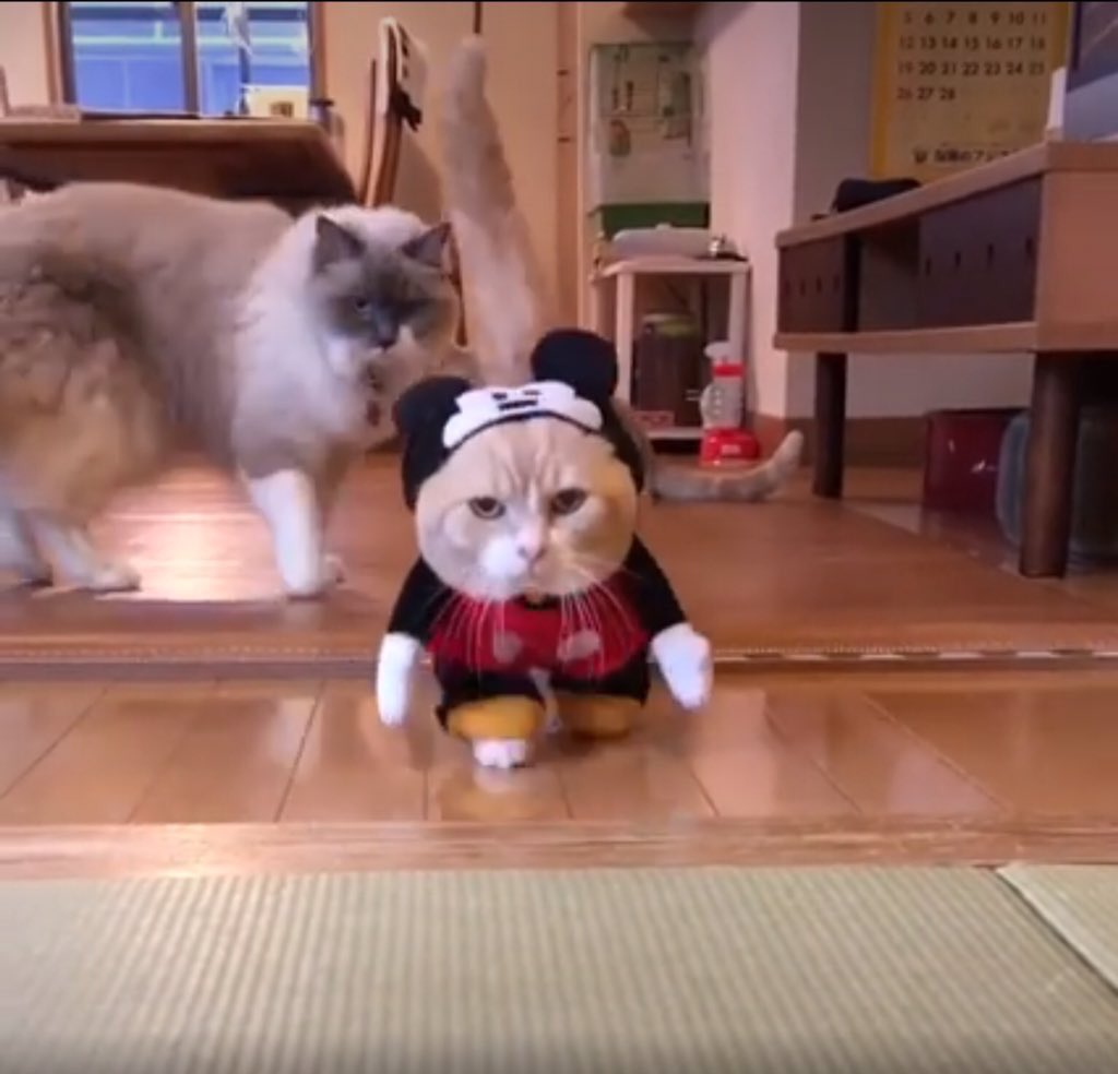 We have a traitor among us 🐱🐭