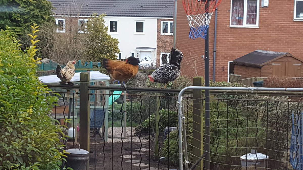 Debsupea's tweet photo. Lulu, Cookie and Gwyneth Poultry enjoy a taste of freedom after 14 weeks in the clink due to that naughty bird flu thingy. https://t.co/1NZ8GW3Ed9