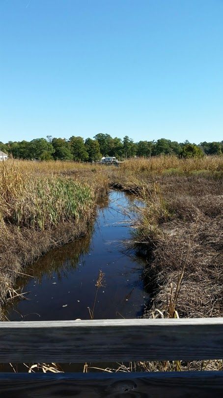 Spring is just around the corner so come on out to Sturgeon City Park and walk the boardwalks for some great views of Wilson Bay.
