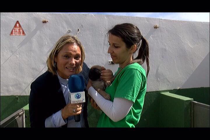 BiosferaMedia's tweet photo. Esta noche, a las 21:30h., las mascotas son las protagonistas de 'A pie de calle'. Rosa Polín visita las instalaciones de @SARALanzarote https://t.co/uSzVu5E0Li