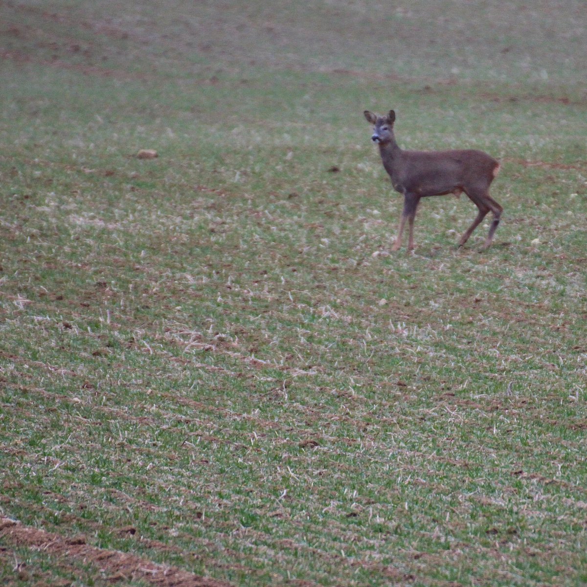 chasseFR's tweet photo. #chevreuil #deer #roedeer #deerhunting #chasse #hunting https://t.co/UYS7a9n5kX