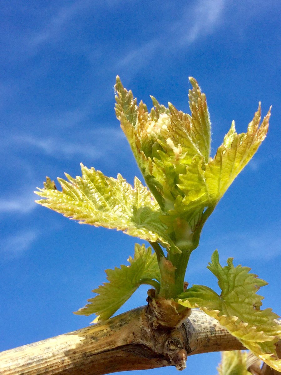 KCFBPRES2017's tweet photo. Enjoying this beautiful day out in the vineyard @KernCountyFB https://t.co/dKRr08zgFe