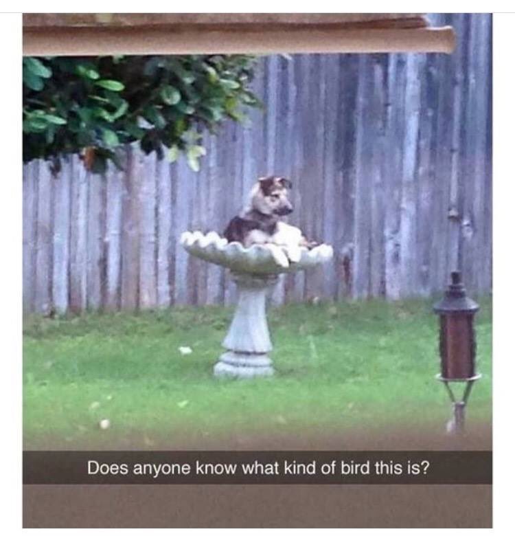 AzurePanzu's tweet image. 