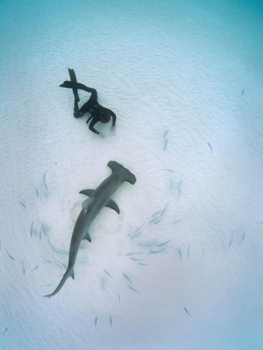 Discovery's tweet photo. This is Medusa, a female hammerhead who is approximately 3 meters in total length.

Photo by @SharksNeedLove https://t.co/PEGfvUAdEP