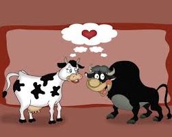 Forge_Genetics's tweet image. Now that we're into March it's definitely time to be matching your cows off for the breeding season. Give them the best,use @Forge_Genetics