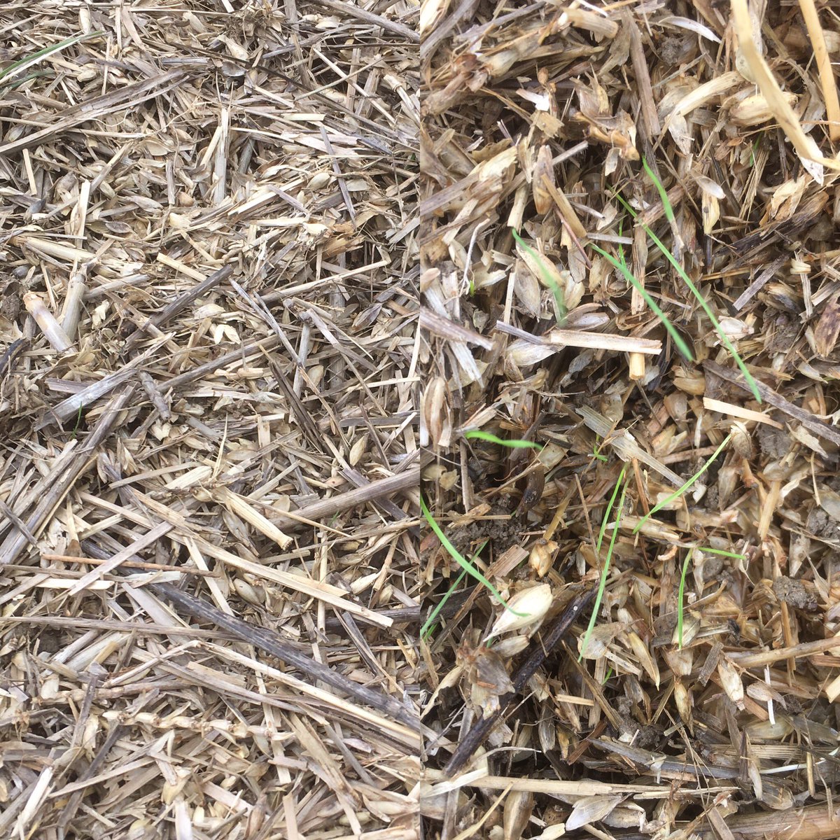 Greg_Outdoors's tweet photo. Scratch back the trash and you'll see its on it's way! Be careful before planting spring crops. #blackgrass https://t.co/rNG1cfcfka
