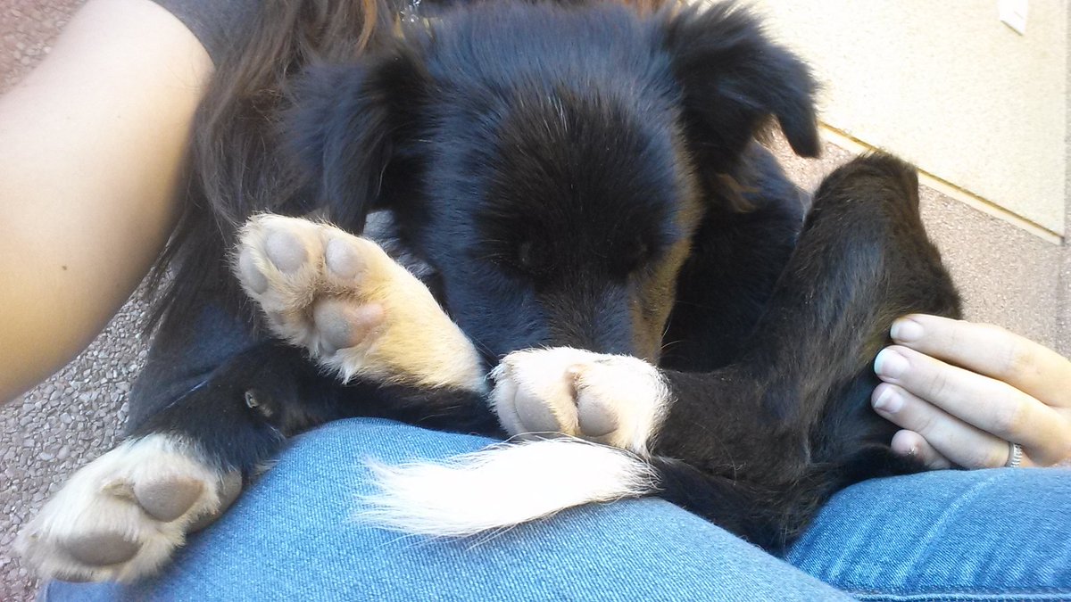 MarinaLaGato's tweet photo. Perro abandonado en Campohermoso, por favor compartid a ver si encuentra una familia... https://t.co/BjTDPD8iZz