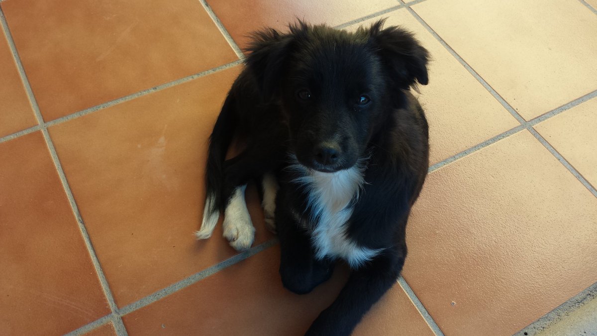 MarinaLaGato's tweet photo. Perro abandonado en Campohermoso, por favor compartid a ver si encuentra una familia... https://t.co/BjTDPD8iZz