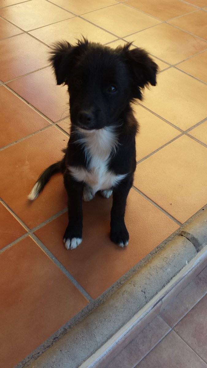 MarinaLaGato's tweet photo. Perro abandonado en Campohermoso, por favor compartid a ver si encuentra una familia... https://t.co/BjTDPD8iZz