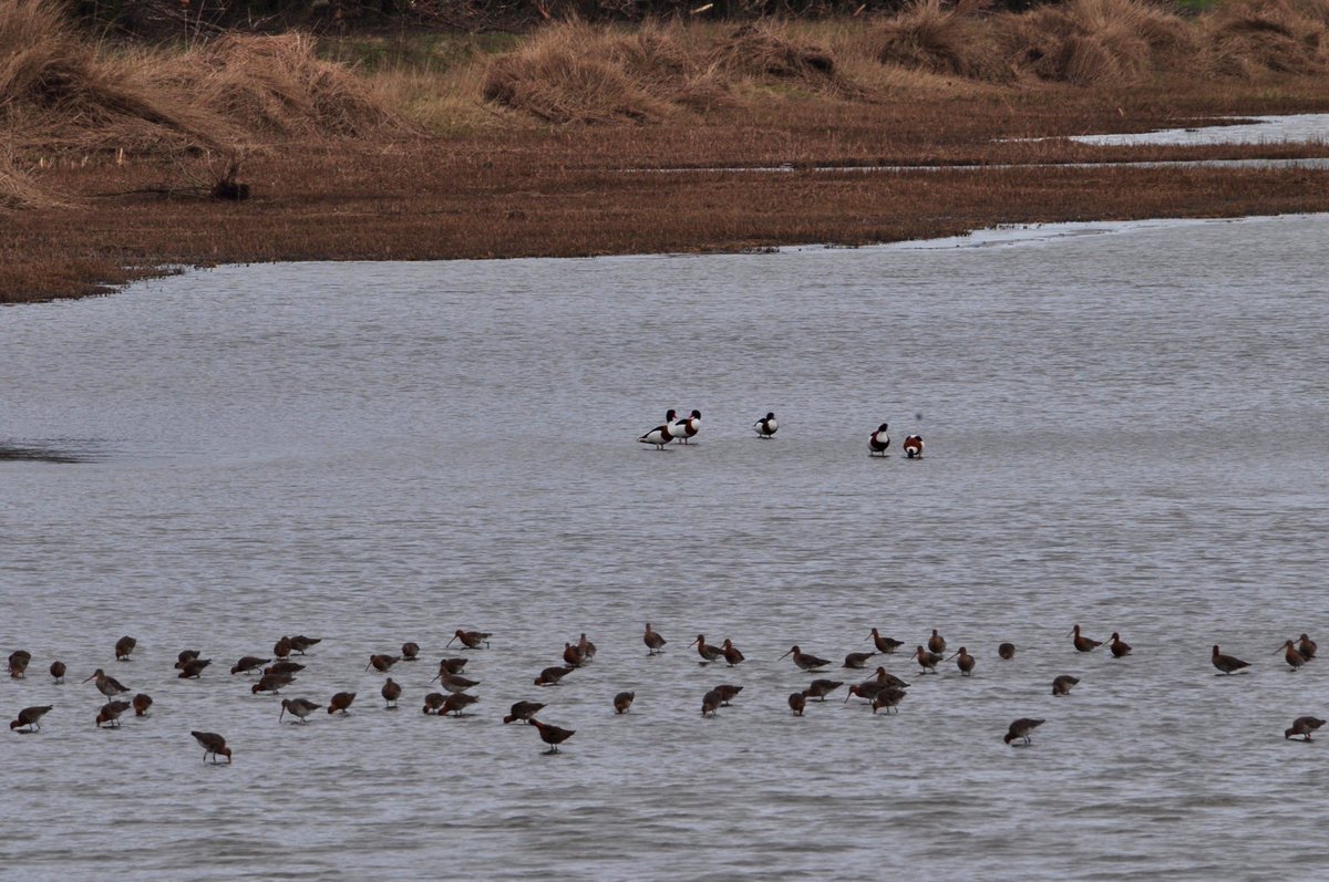 FredvanderKloor's tweet photo. #Godwits and #Shellducks in the #Wollebrand Naaldwijk #TheHague #snapescape https://t.co/wBj30LzDU4 https://t.co/I8JnaRNaS6