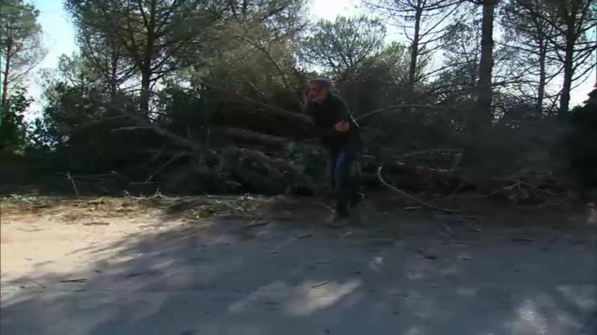 APMontnegreCor's tweet photo. Avui els treballs per lluitar contra el #tomicus han fet de decorat a la #Riera @tv3cat #parcforestal @matarocat @diba https://t.co/7mJZfRu93B