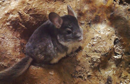 上野動物園 公式 おはようございます 上野動物園開園です たぶん初登場のチンチラ 小獣館地下にいます 暗闇で目を慣らしてから見てね フラッシュは駄目よ チンチラ 上野動物園 耳の日