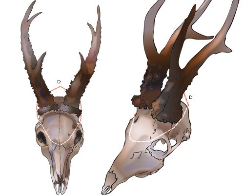 Got trophy heads to prepare? Check out this useful guide: ow.ly/7apV309x6nf #trophydeer #trophybuck