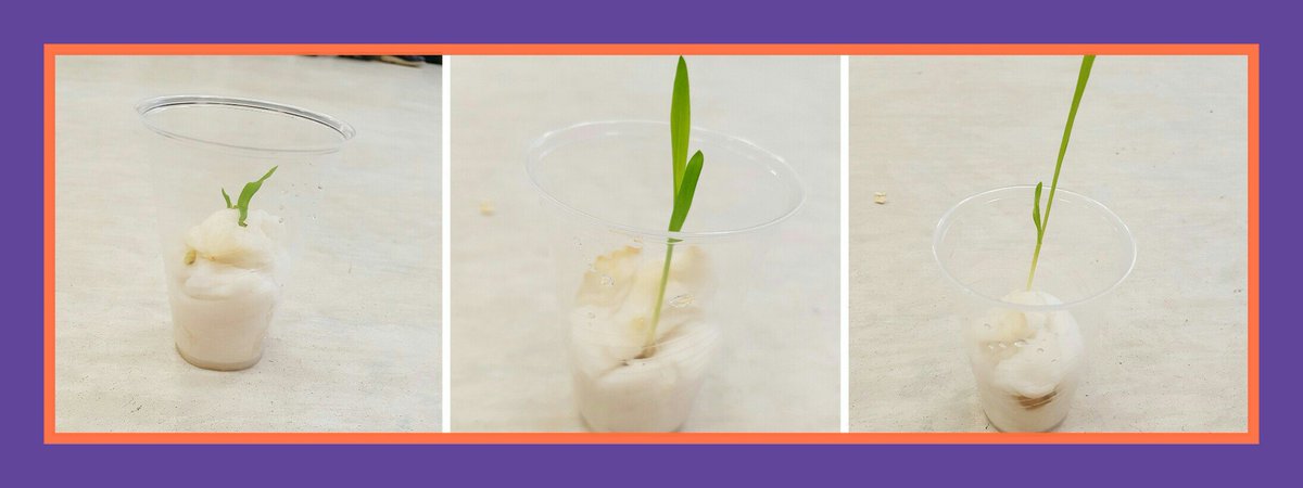 TeacherSandraHB's tweet photo. After 3 weeks the corn is growing #4yrs #indiansproject https://t.co/pWiicVTPTE