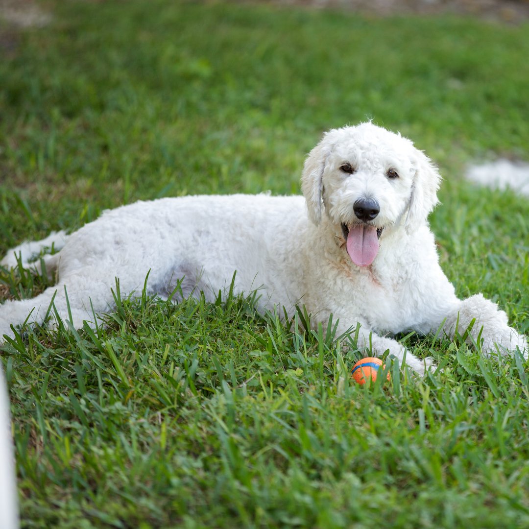 dog rocks lawn burn patch preventative