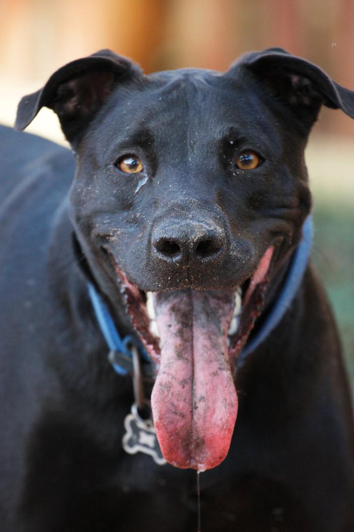 Boarding Scares, Fitness Walking with Your Dog, and More - Our March Newsletter conta.cc/2mMhU9c