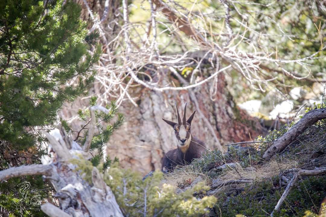 Lopez10775's tweet photo. #pixel18 #Cotedazurfrance #CotedAzurNow #cotedazursauvage #PhotoDuJour @hcotedazur @VisitCotedazur @PHOTO_Magazine @NatGeoWildFr https://t.co/Yh6socTq5Y