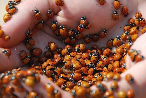 sisoytanDulce's tweet image. Rt y tendrás suerte lo que reste el año🐞