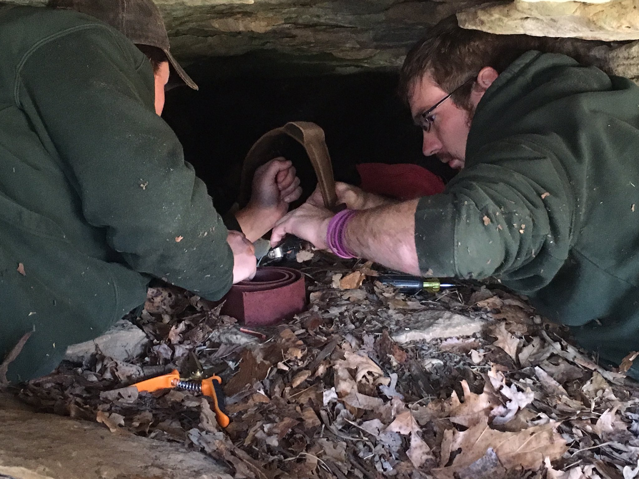 MO Conservation on Twitter "MDC staff putting a tracking collar on the