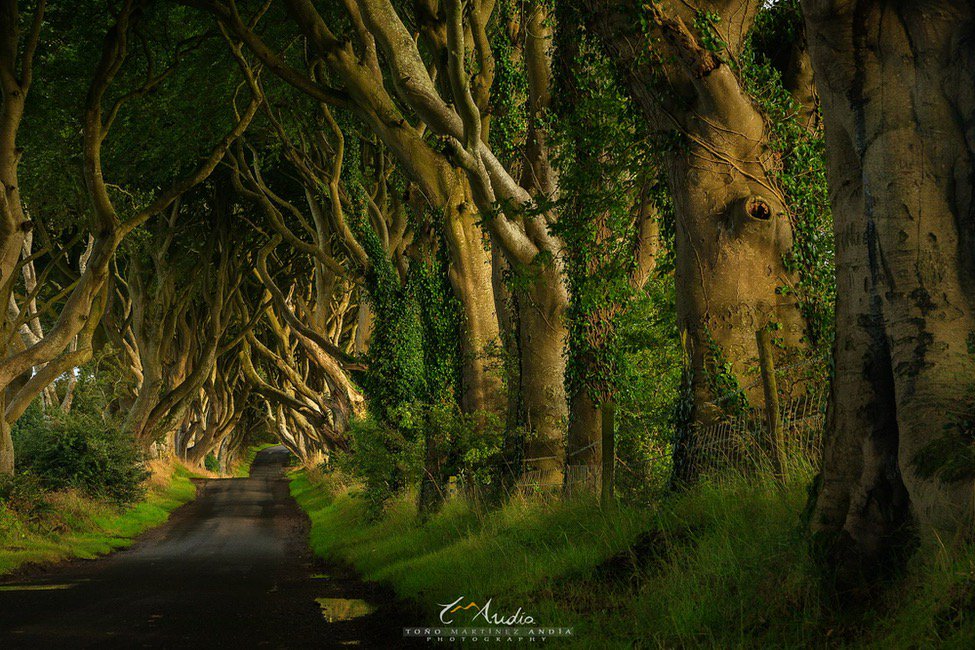 The dark hedges, #ireland #trees #forest #road #travel #photography #landscapes 500px.com/photo/201061605