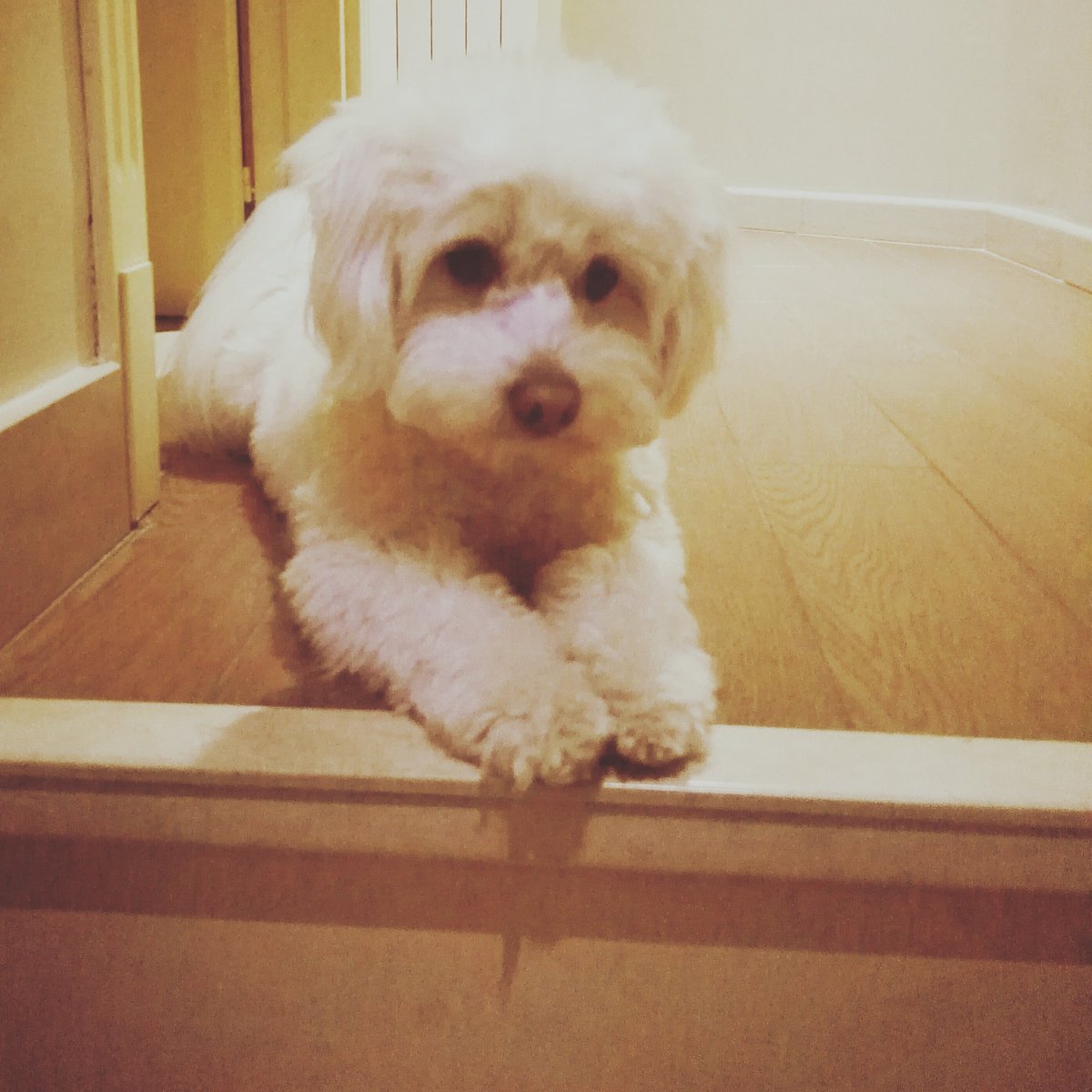 ilariabove's tweet photo. ’Iddio creò l’uomo, poi, vedendolo così debole, creò il cane.’ (A. Toussenel) #dog #fedeltà #fiocco #love #amore https://t.co/90Zn8z5m1x