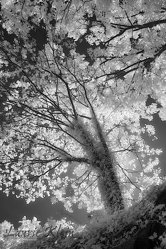ljkphoto's tweet photo. Infrared workshop this coming April:The ... - https://t.co/HQg13uEN13
#InfraredPhotography #lensbaby #PMFA #RI #visualvisionaries https://t.co/8Azw8eQ7QZ