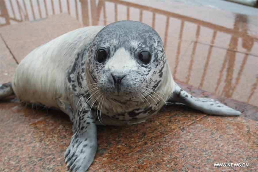 chinaorgcn's tweet photo. Newborn seal cubs meet with public in Shandong Province 😊 #multipic
https://t.co/W0UdC6p7lM https://t.co/5BNfOTKBxW