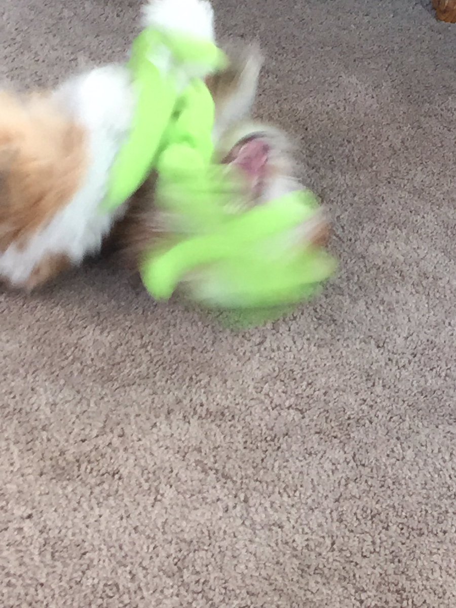 CDH_98's tweet photo. I tried to take one.. just one cute picture...  This is what happened🙂 #Why ?#WhatAreDogs https://t.co/w9olYoS1BM