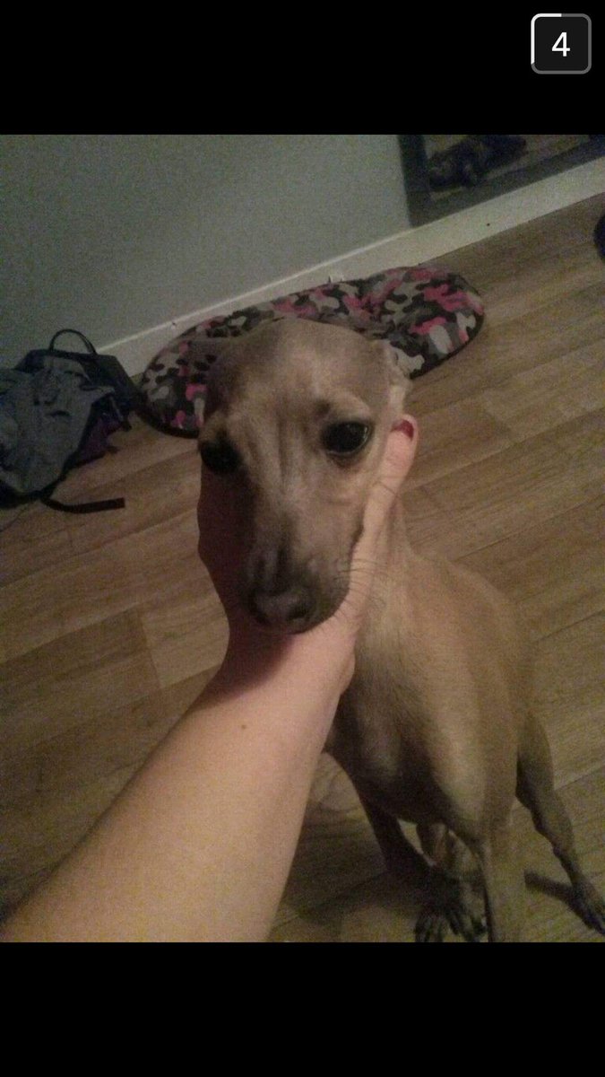 NeckDogs's tweet image. #NeckDogsChallenge