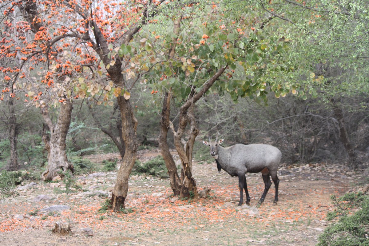 DipanshuGoyal's tweet photo. today is #WorldWildlifeDay.Some of the pictures i took in  last 8 years in Ranthambore national park. 
#wildlife #travelblogger #duniadekho https://t.co/26vbhygXfr