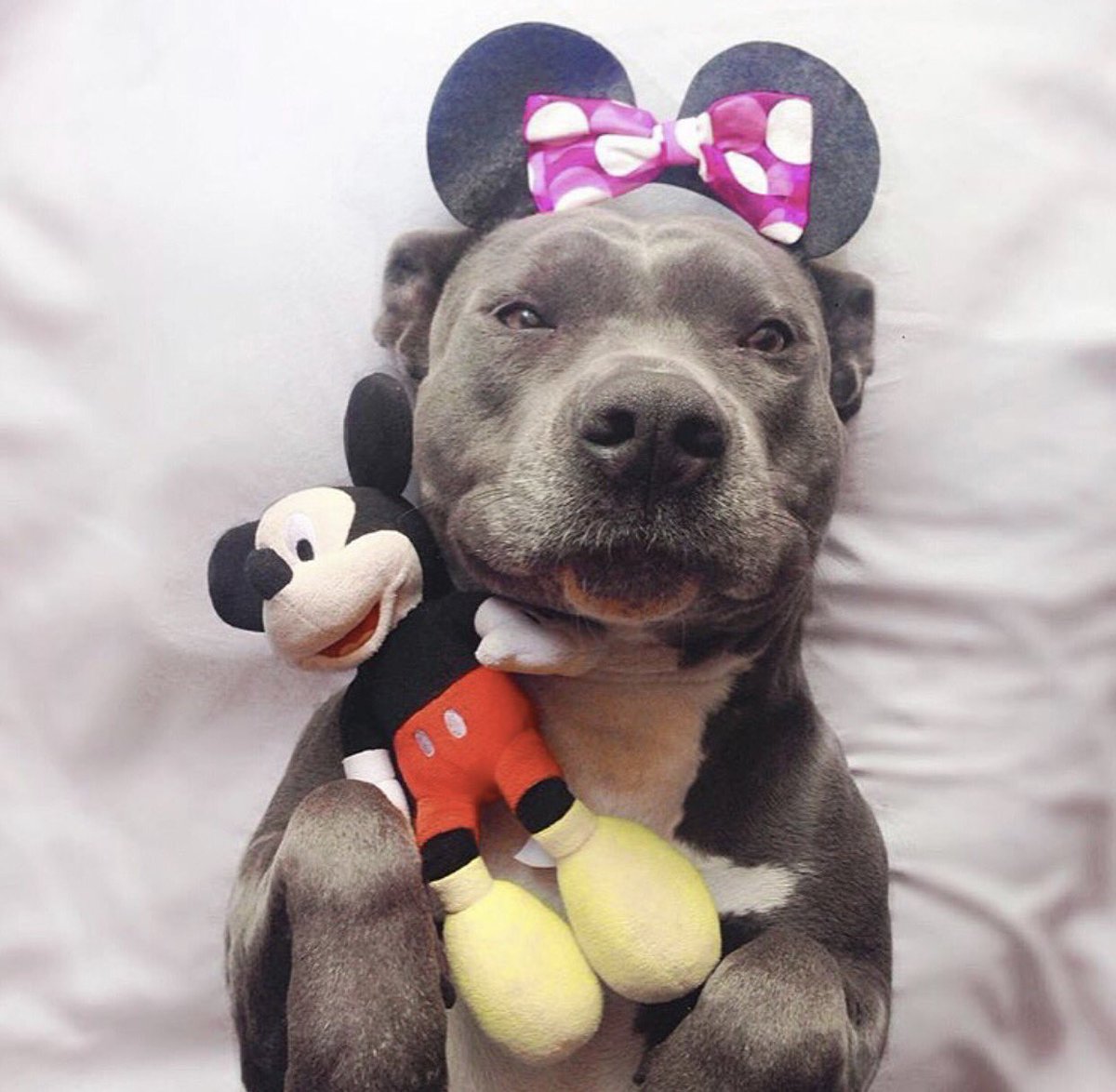 Pitbullls_'s tweet photo. https://t.co/Bnzk2YGYtP