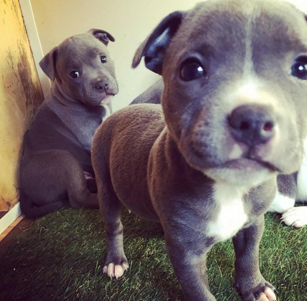 Pitbullls_'s tweet photo. https://t.co/S61oO9U6jy