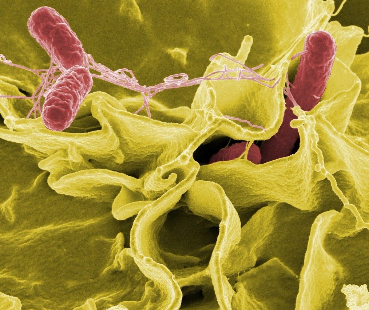 8agencia's tweet photo. La lista de 12 superbacterias de la OMS no es más que el principio, el fin de los antibióticos está  cerca. https://t.co/mhDJIljWug https://t.co/ZMgce4zNYD