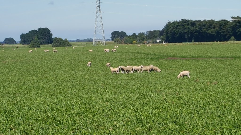 DahlanUNRAM's tweet photo. #ntbagribusiness in New Zealand they farm everything including the wind! https://t.co/QMoRnCsZiK