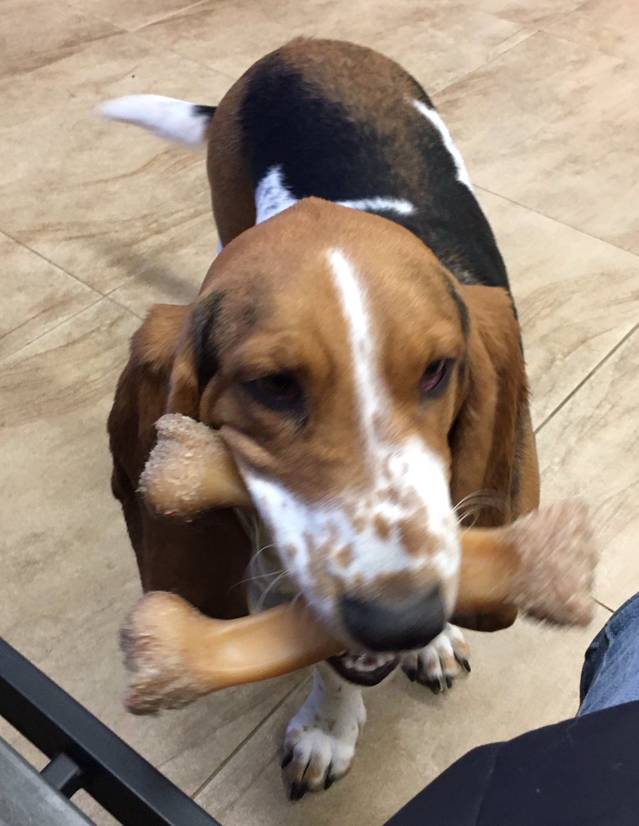 Animatch_'s tweet image. Blondine with her Benebone.